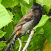 Red-vented Bulbul