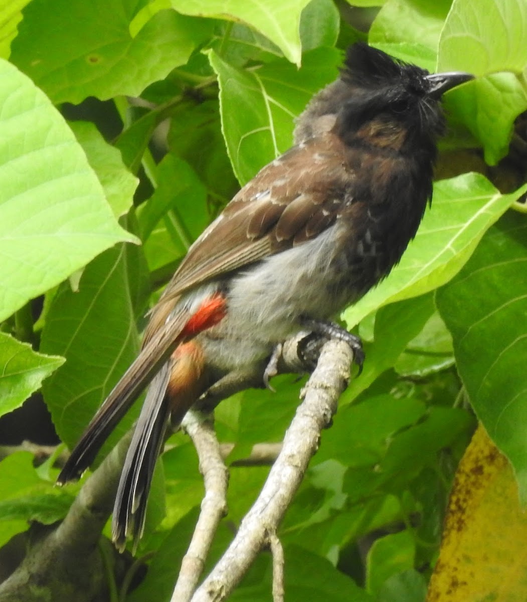 Red-vented Bulbul