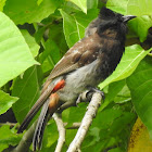 Red-vented Bulbul