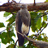 Lesser fish eagle