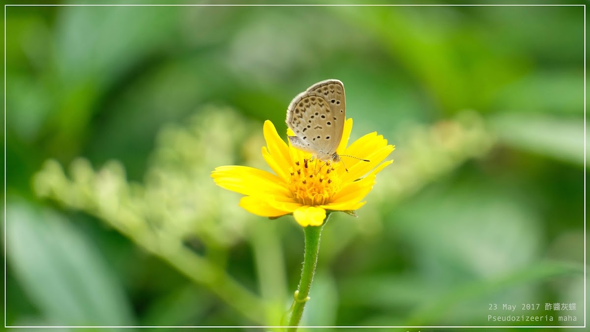 Pseudozizeeria maha 酢醬灰蝶