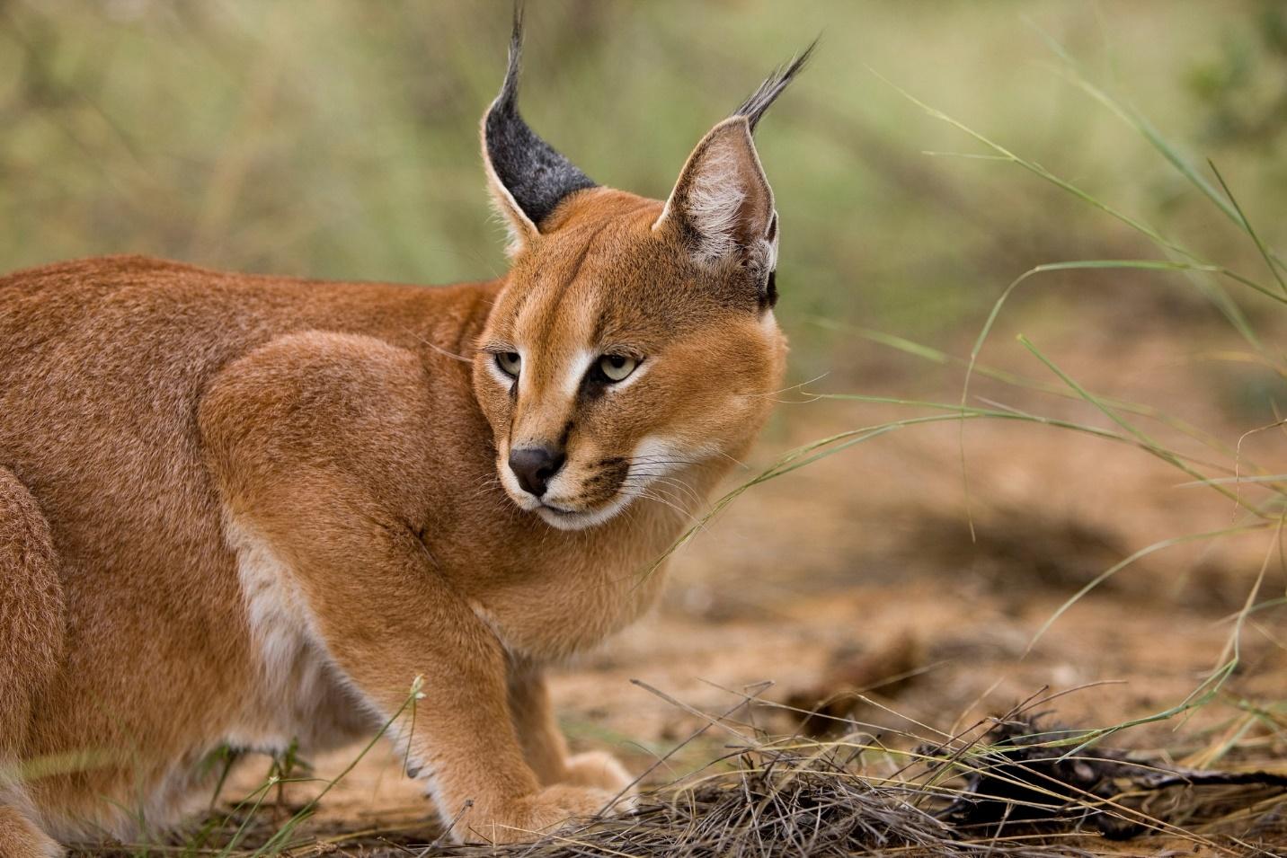 C:\Users\USER\Downloads\5. Caracal.jpg