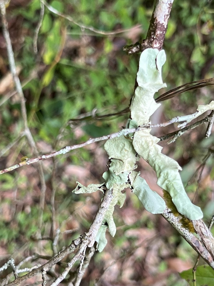 Foliose Lichen