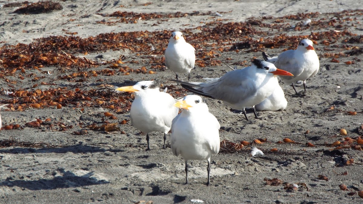 Elegant tern