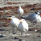 Elegant tern