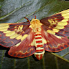 Citheronia laocoon Moth