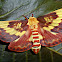 Citheronia laocoon Moth