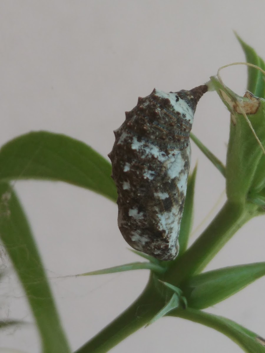 Pupa of blue pansy I