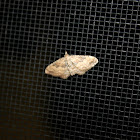 White-banded toothed carpet