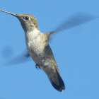 Annas Hummingbird