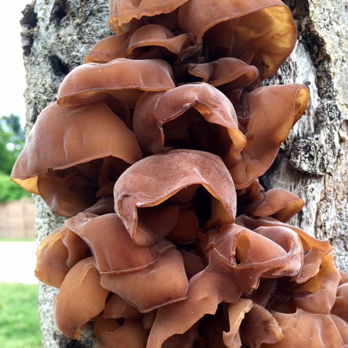 The Jelly Ear