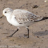 Sanderling; Correlimos Tridáctilo