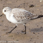 Sanderling; Correlimos Tridáctilo