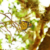 Monarch Butterfly