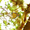 Monarch Butterfly