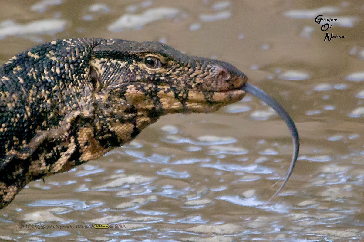 SRI LANKA WATER MONITOR LIZARD