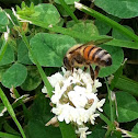 Western Honey Bee