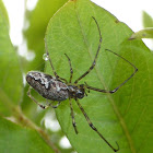 Longjawed Orbweaver