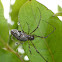 Longjawed Orbweaver