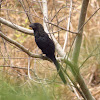 Smooth-billed ani