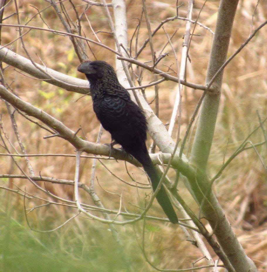 Smooth-billed ani