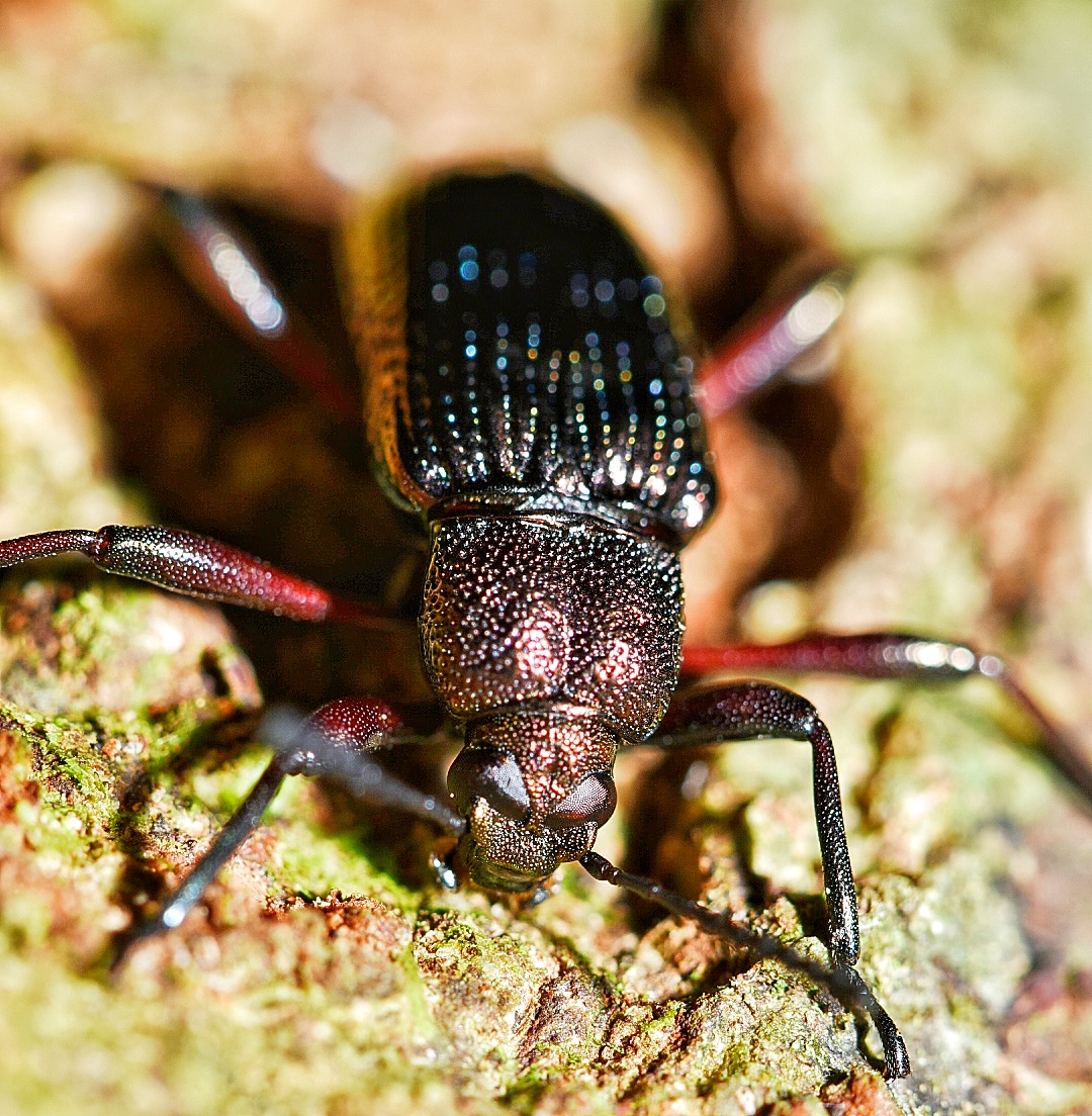 Darkling beetles?