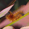 Tiger Moth Larva