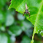 Scorpion mimicking jumping spider