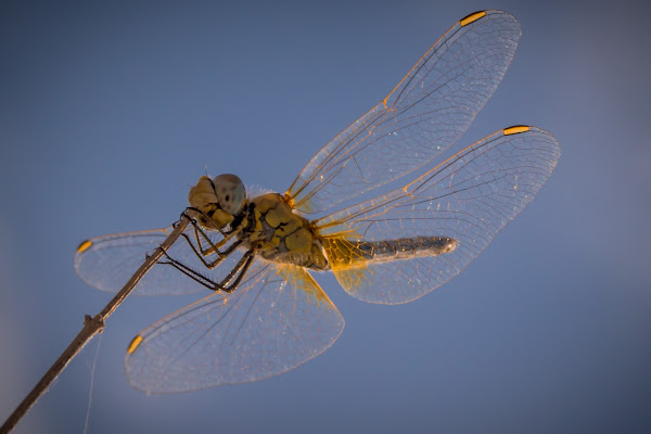 Yellow Dragon Fly di NickAdami