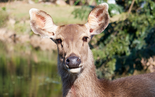 Big Eared Deer screenshot 1