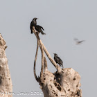 Spotless Starling; Estornino Negro