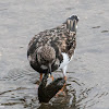 Turnstone