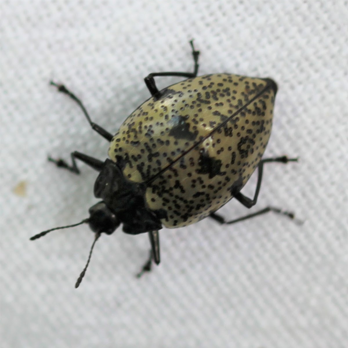 Pleasing Fungus Beetle