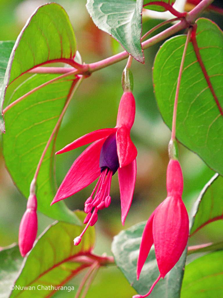 Fuchsia