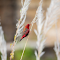 Item logo image for Red bird with white dots