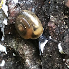 Quick Gloss Snail