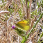 Orange Sulphur