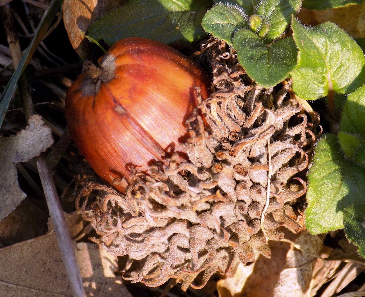 Austrian oak