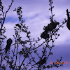 Pale-headed Rosella; Australian King Parrot; Figbird