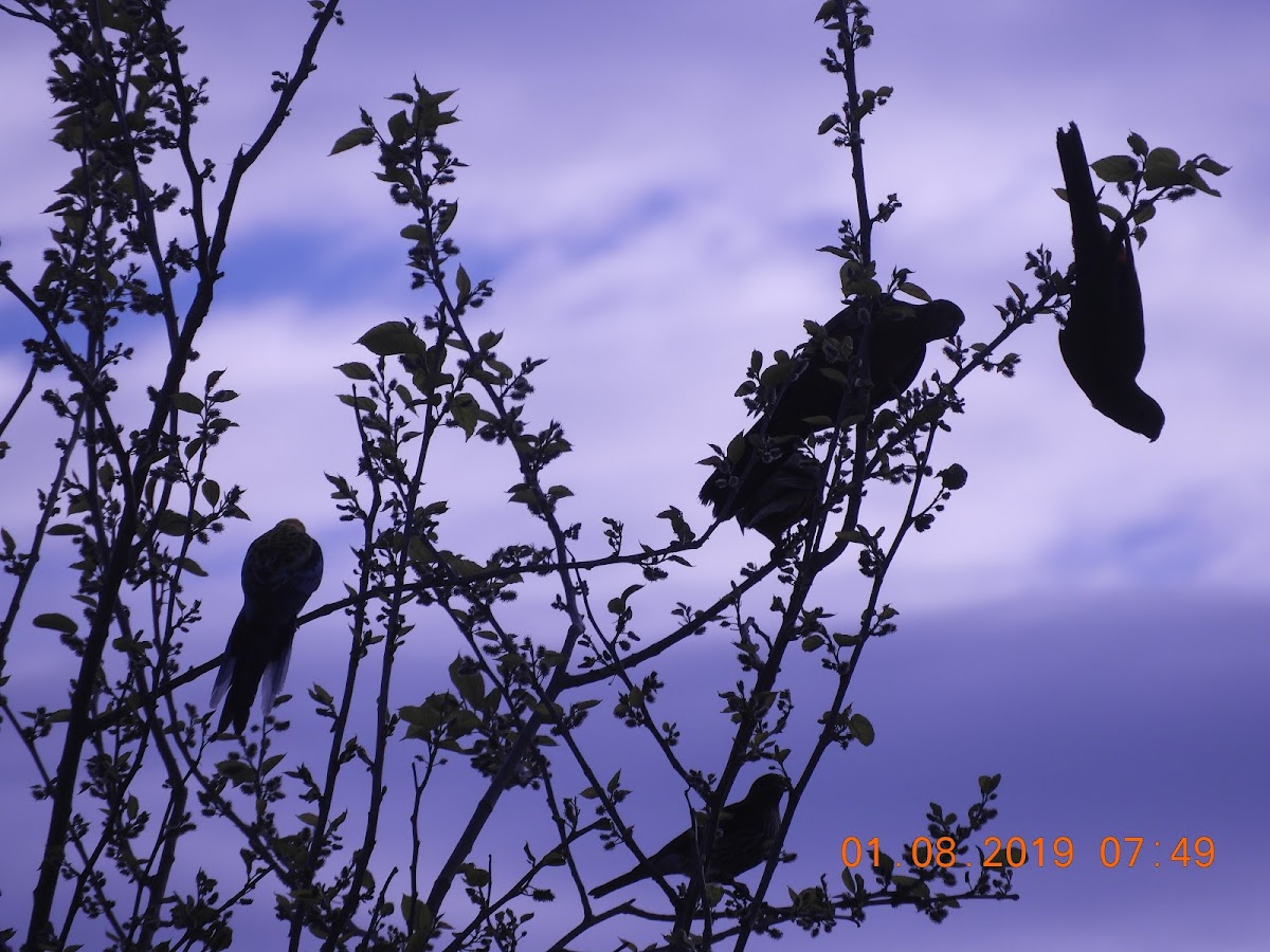 Pale-headed Rosella; Australian King Parrot; Figbird