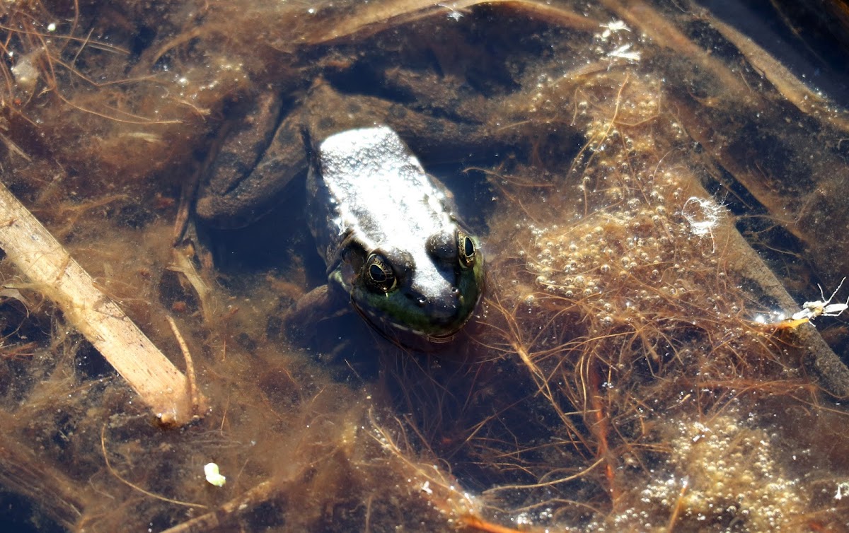 Northern Green Frog