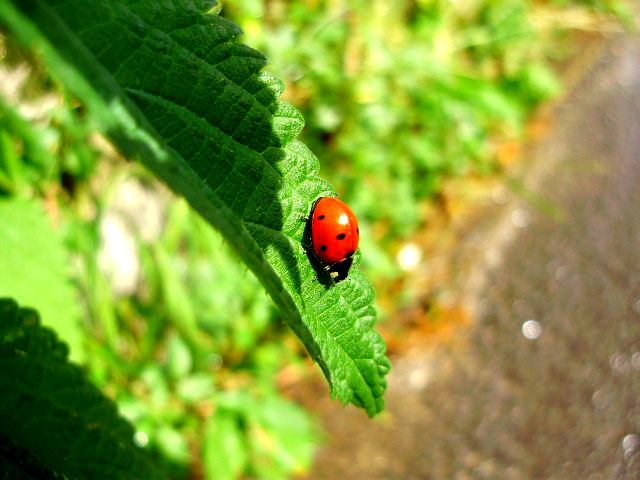 Coccinella portafortuna di DebbyTS