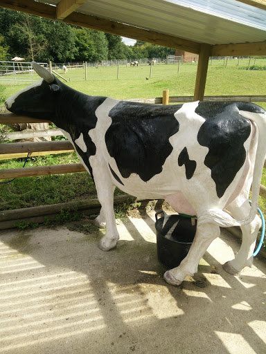 Milking Cow