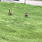 Canadian goose