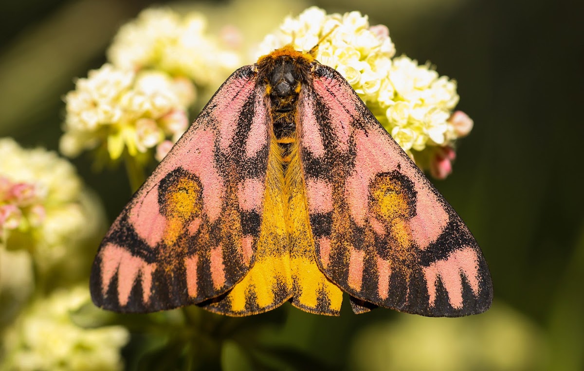 Elegant Sheep Moth