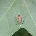 Robber Fly