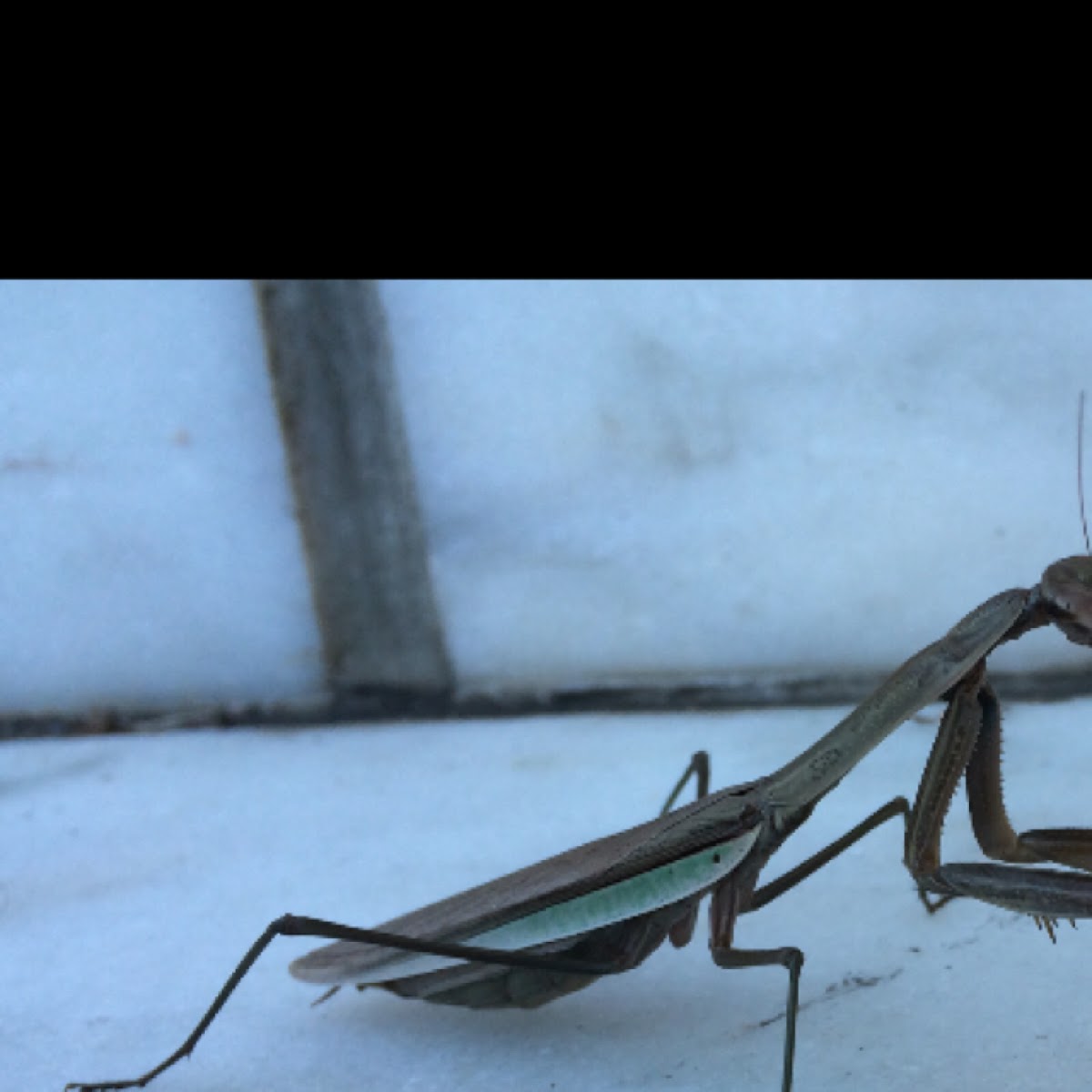 Praying Mantis