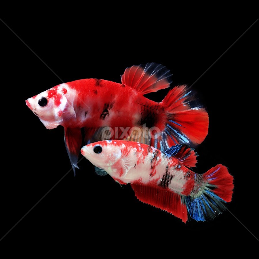 Pair Plakat Koi Betta Fish by Oddy Widyantoro - Animals Fish ( betta splendens, koi betta fish, plakat koi betta fish, betta fish, plakat betta fish )