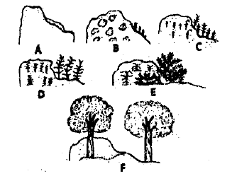 Ecological Succession