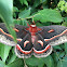 Cecropia Moth